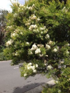 A paperbark tree flowering in Mooroolbark