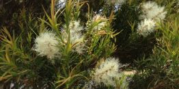 A paperbark tree flowering in Mooroolbark