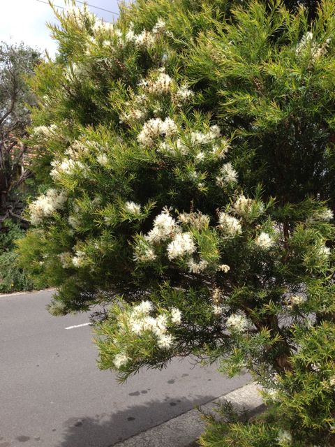 a-paperbark-tree-flowering-in-mooroolbark-gehde-au